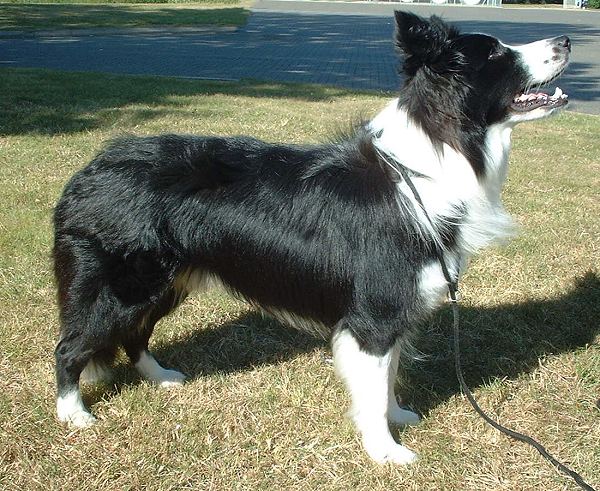 Border Collie 2