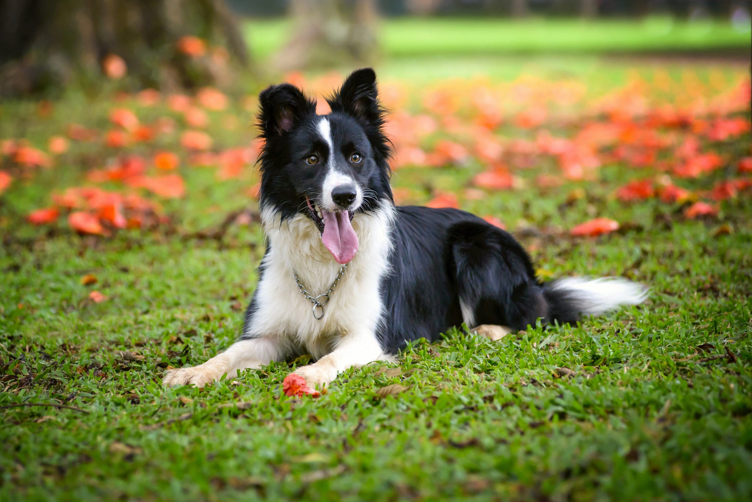 Border Collie 3