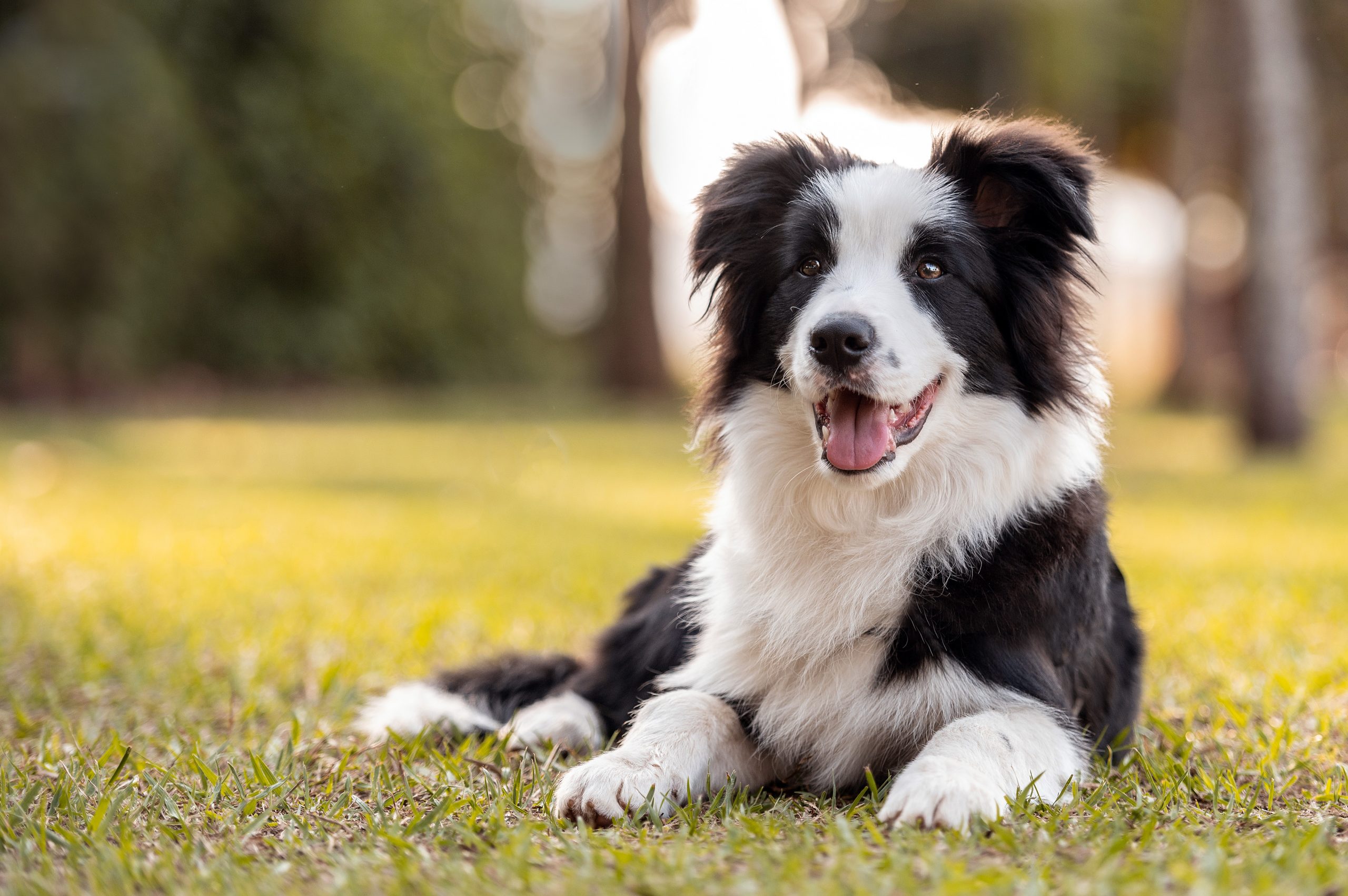 Border Sheepdog 1