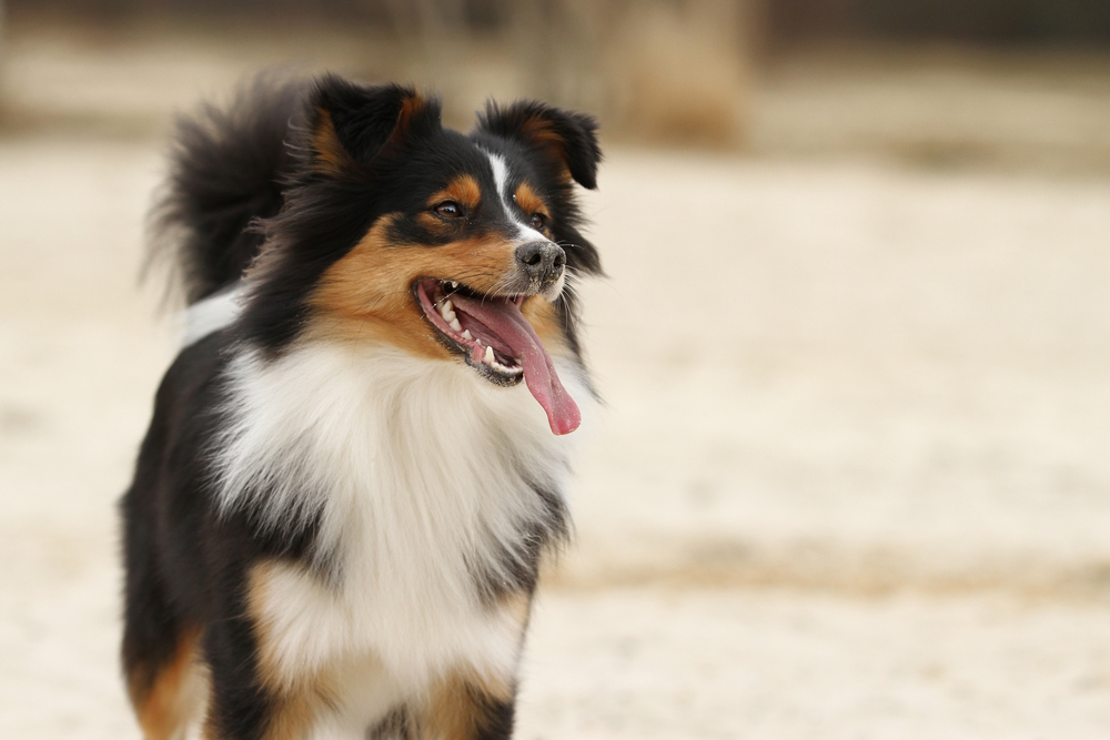 Border Sheepdog 2