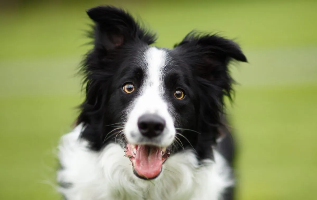 Border Sheepdog 3