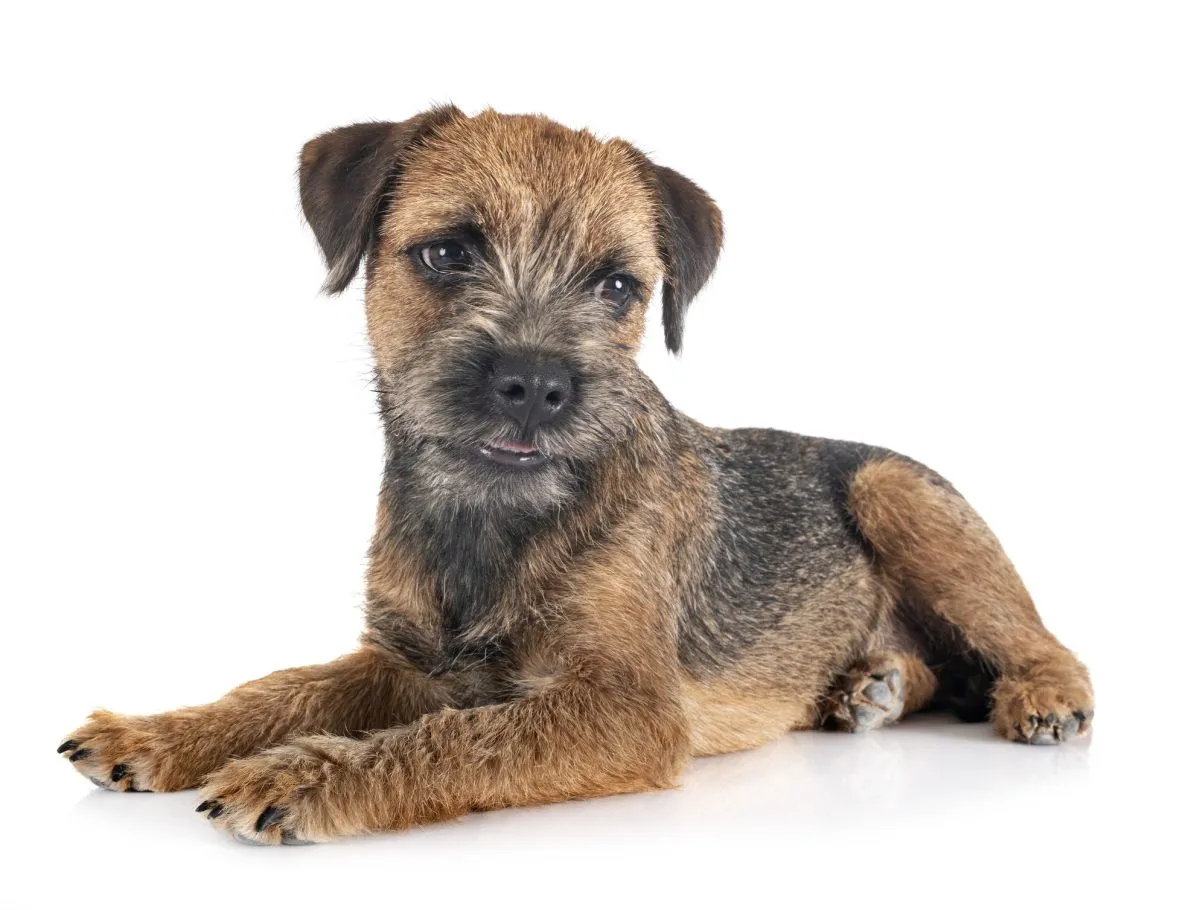 Border Terrier 1