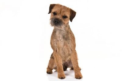 Border Terrier 2