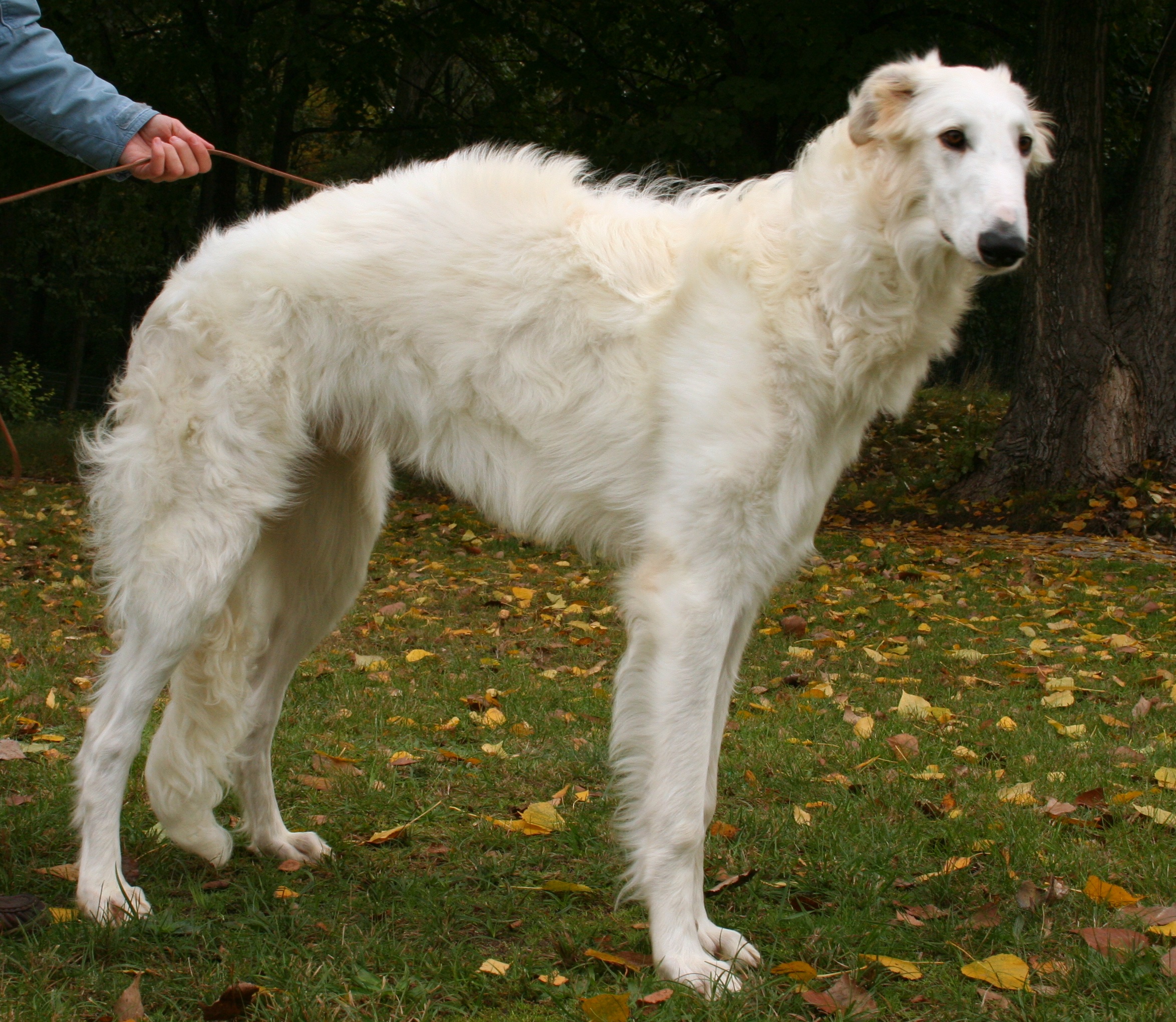 Borzoi 1