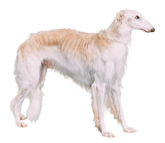 Borzoi 2