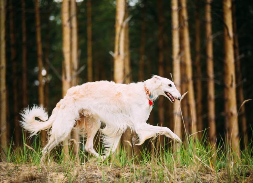Borzoi 3