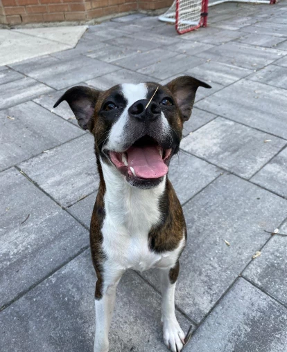 Boston Boxer 1