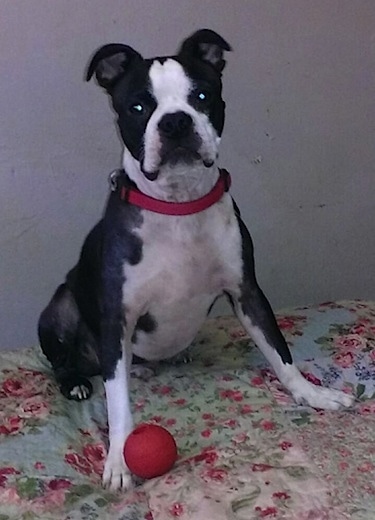 Boston Boxer 2