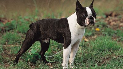 Boston Terrier