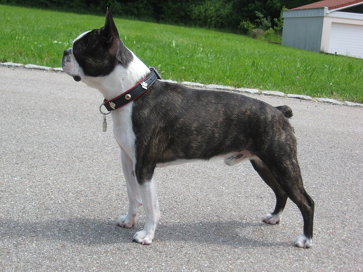 Boston Terrier 2