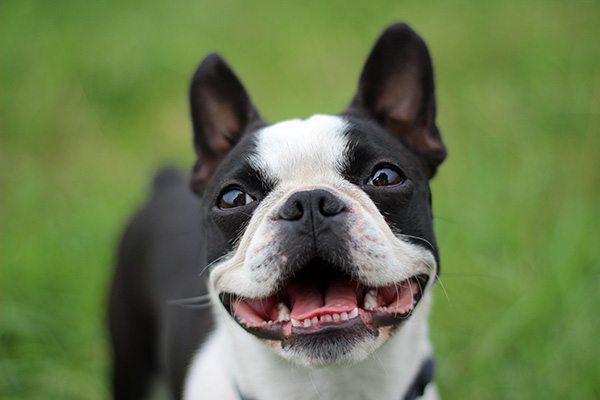 Boston Terrier 3