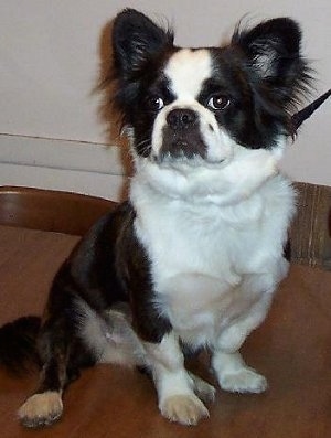 Boston Terrier Pekingese Mix 1