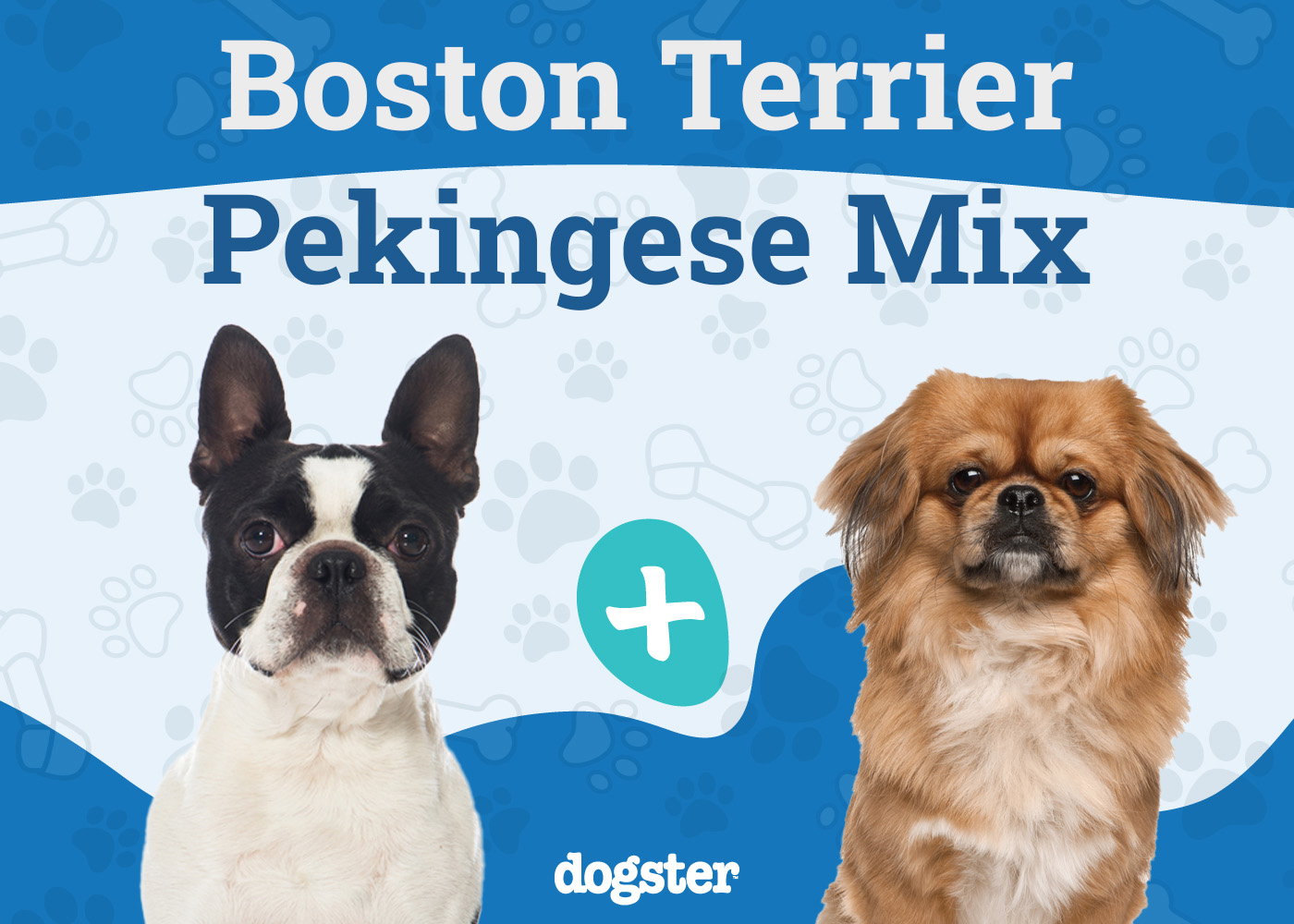 Boston Terrier Pekingese Mix 2