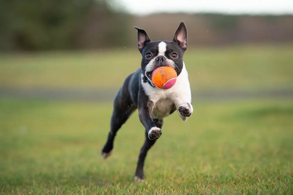 Boston Terrier Pekingese Mix 3