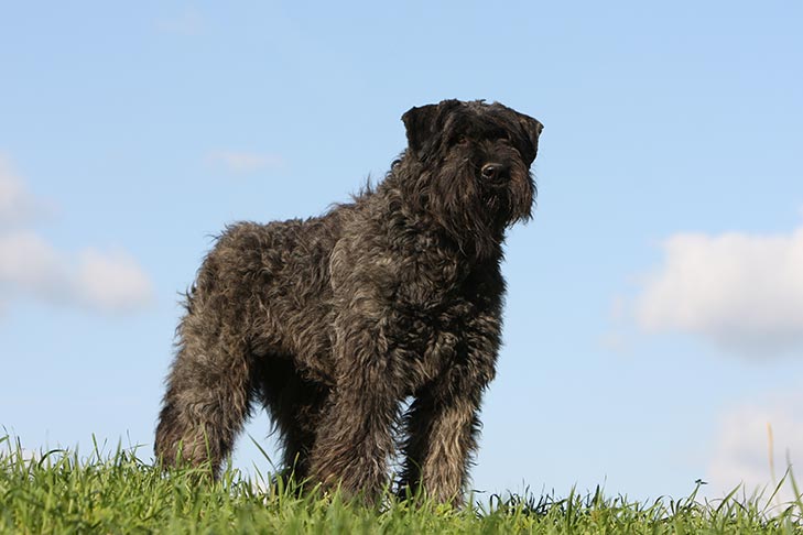 Bouvier des Flandres 1