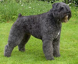Bouvier des Flandres 2