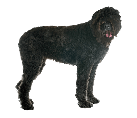 Bouvier des Flandres 3
