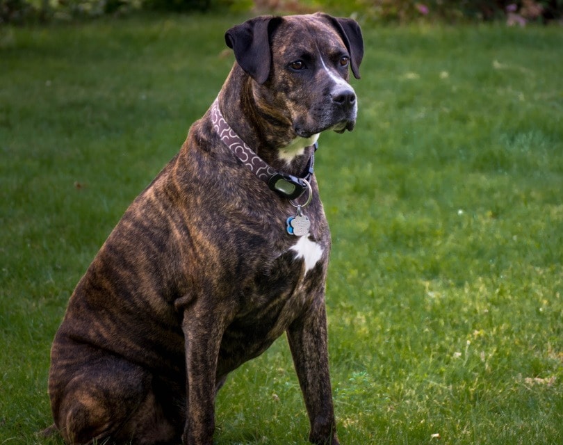 Boxador 2