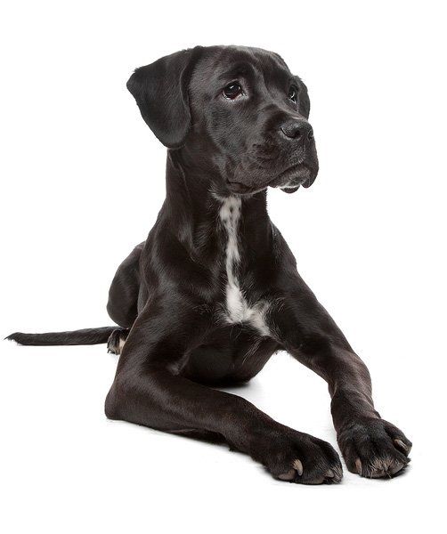 Boxador 3