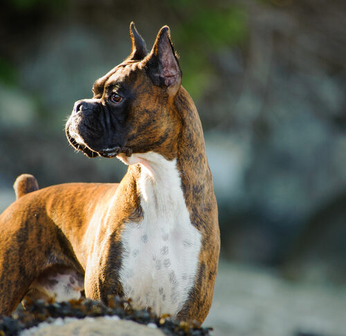 Boxer 1