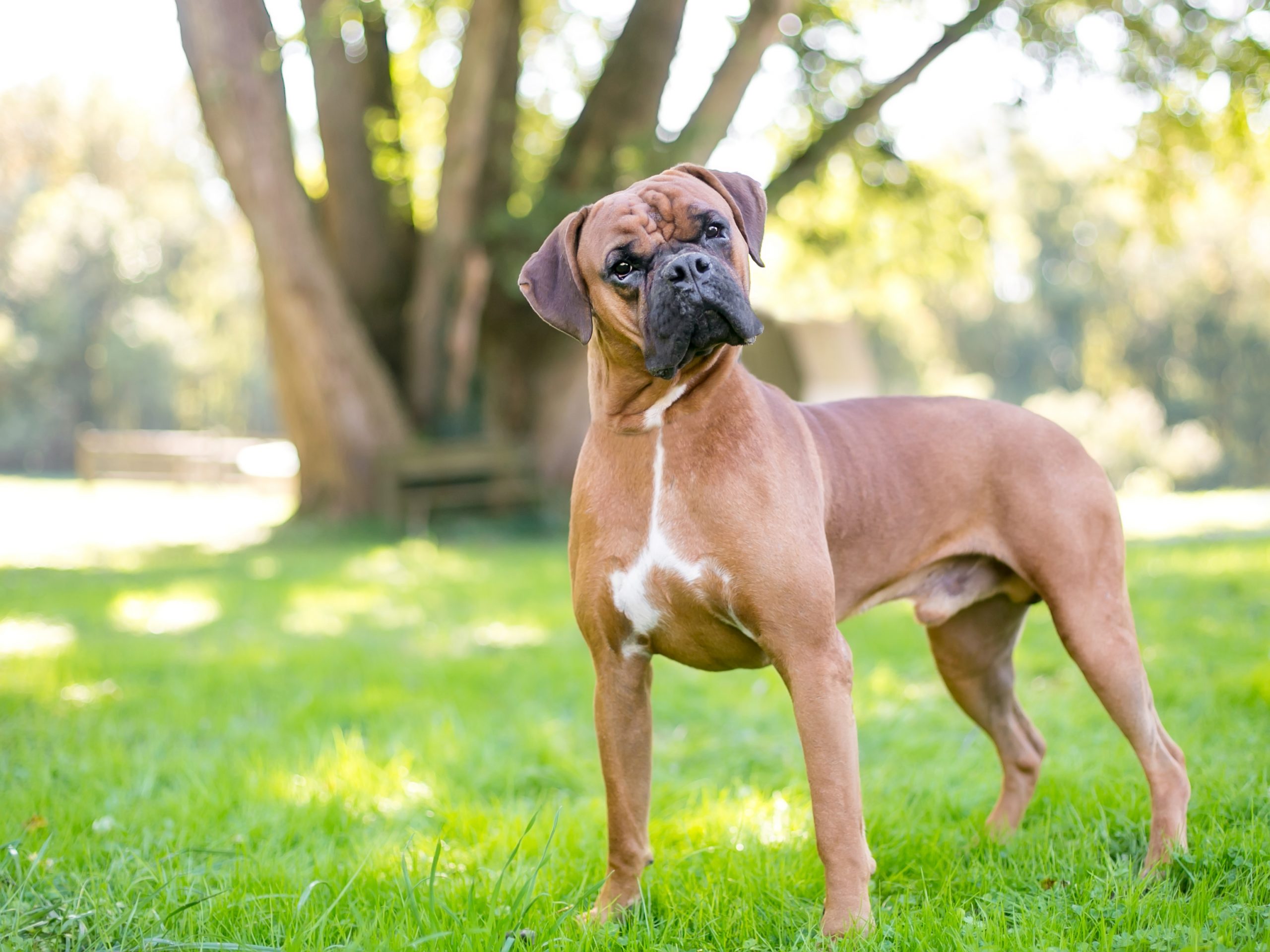 Boxer 2