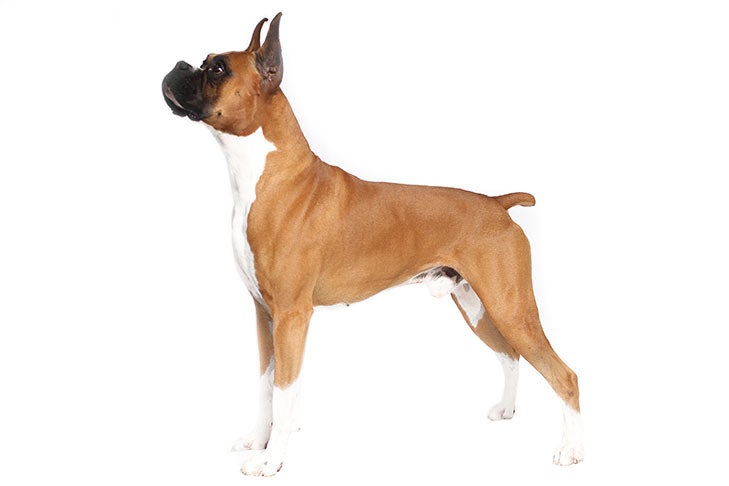 Boxer 3