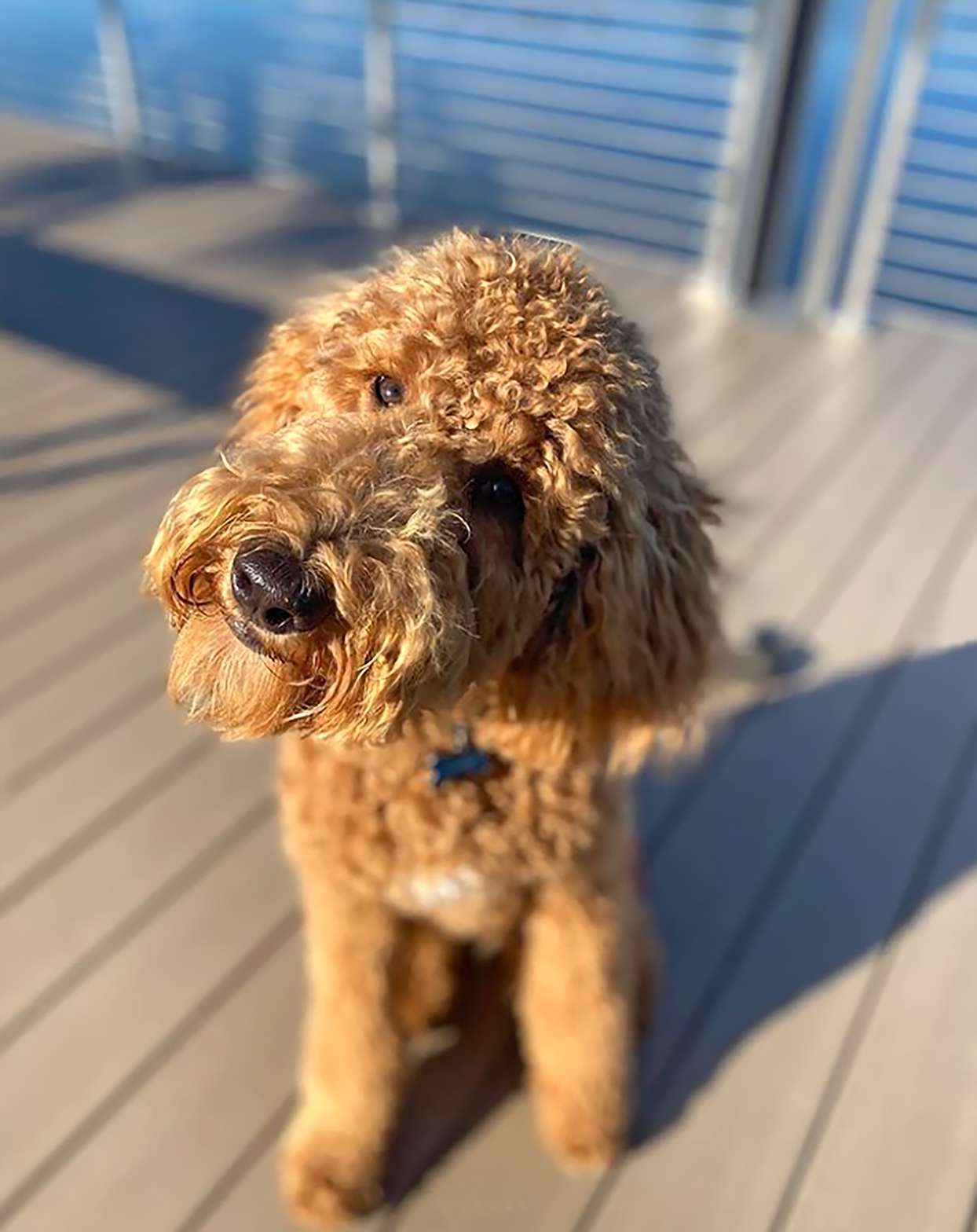 Boxerdoodle 2