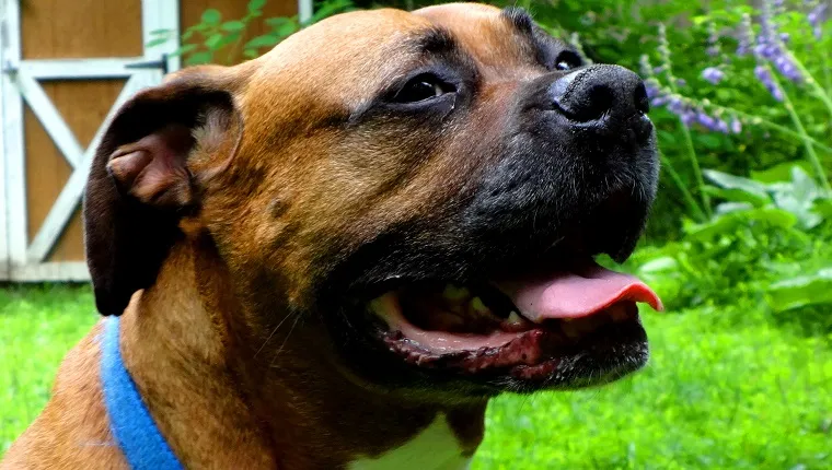 Boxweiler 1