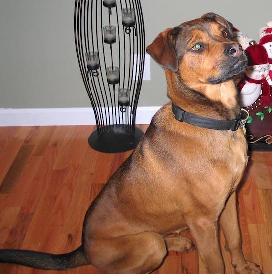 Boxweiler 2
