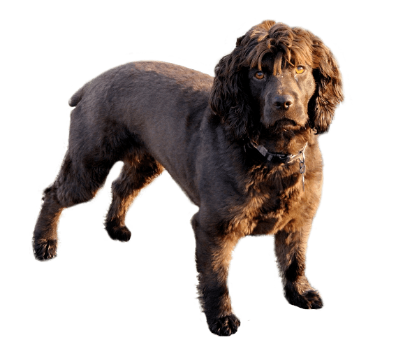 Boykin Spaniel 1