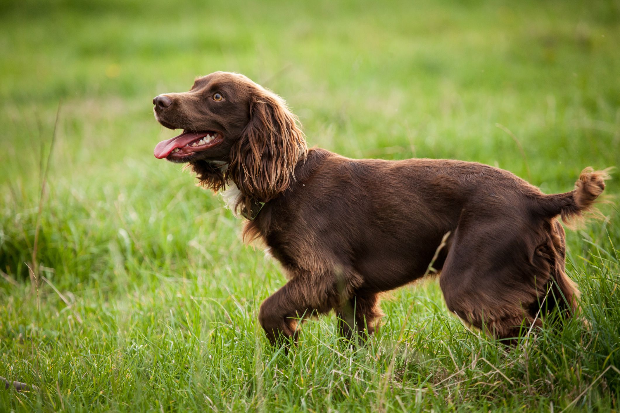 Boykin Spaniel 2
