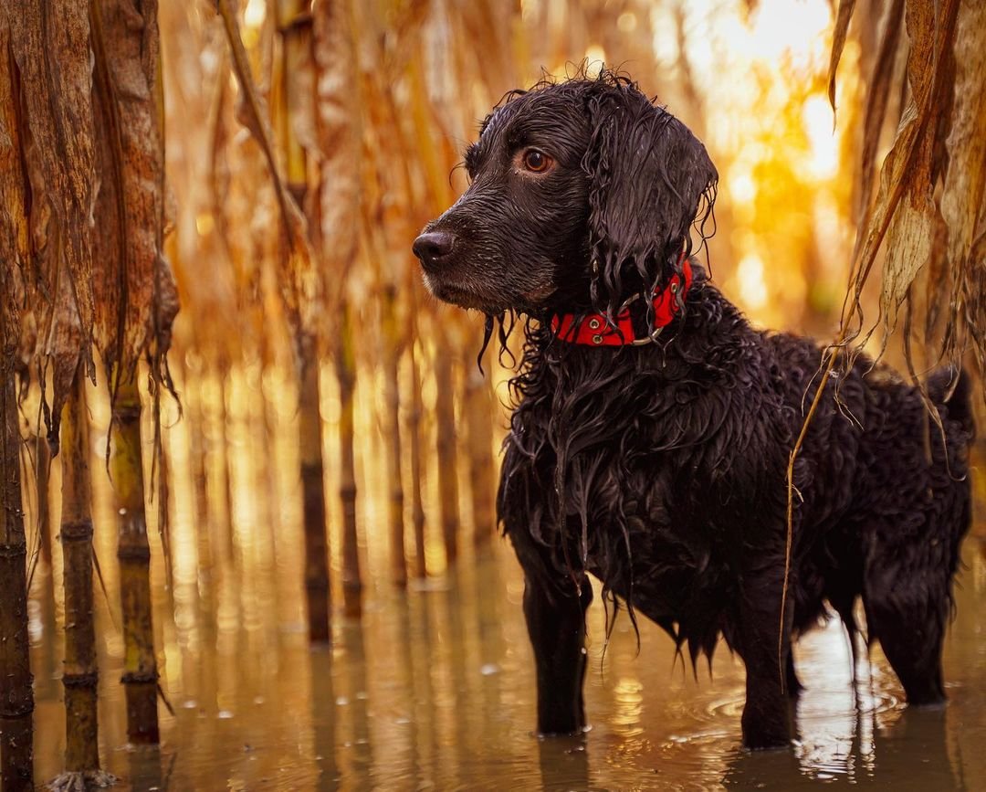Boykin Spaniel 3