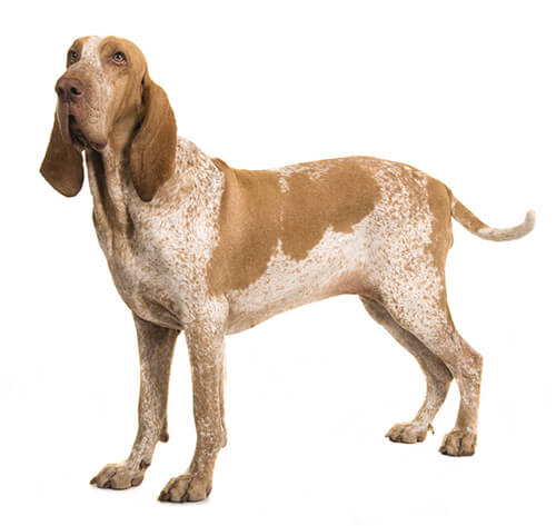 Bracco Italiano 3
