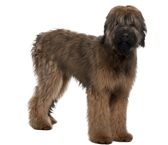 Briard 1