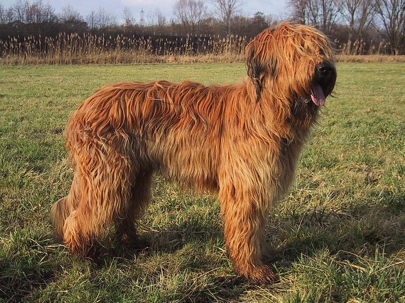 Briard 2
