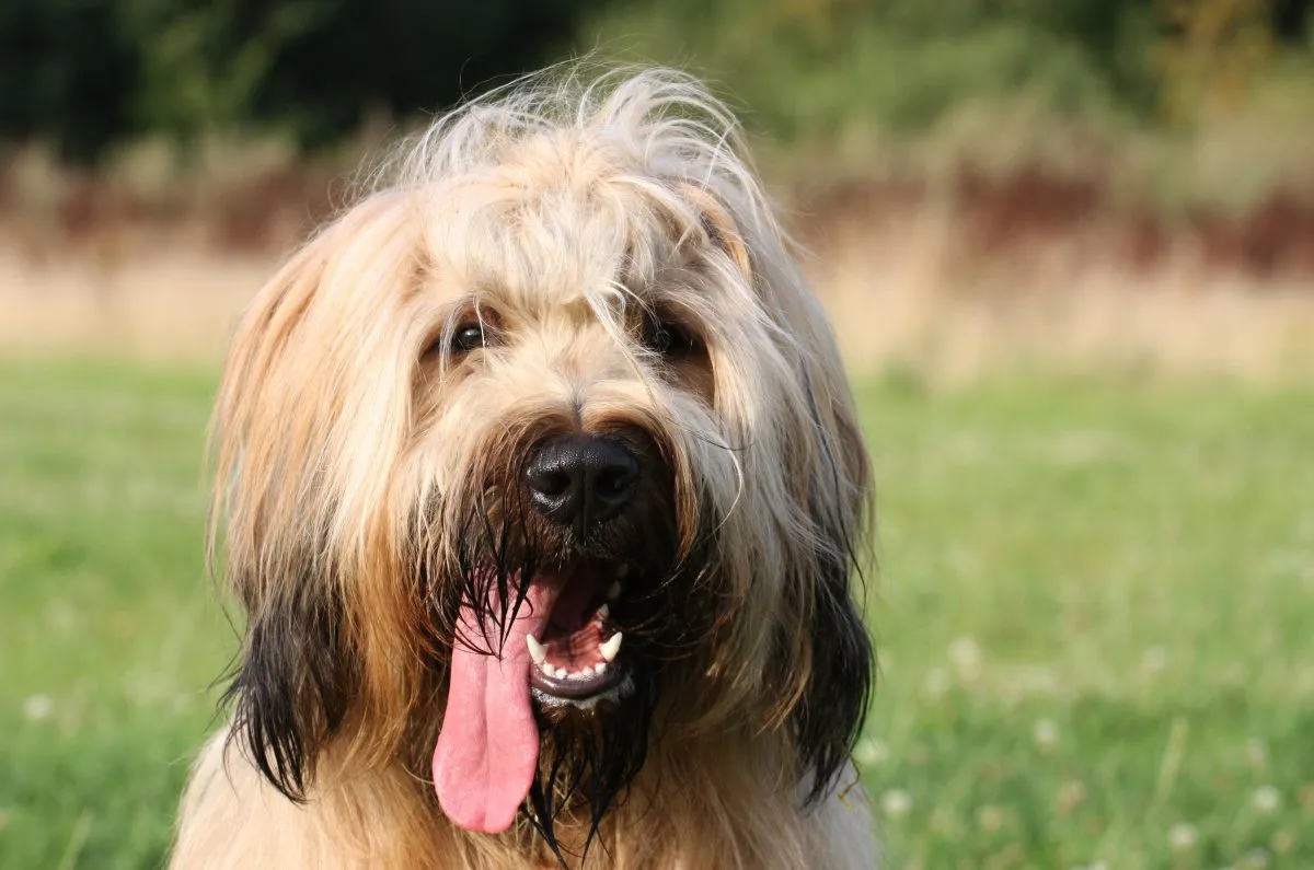 Briard 3