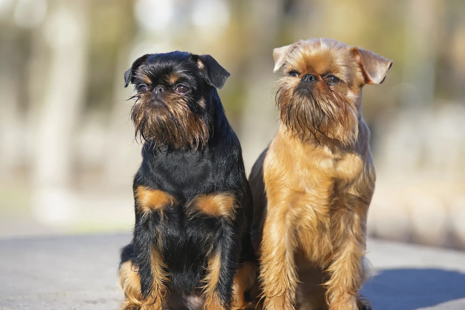 Brussels Griffon 1