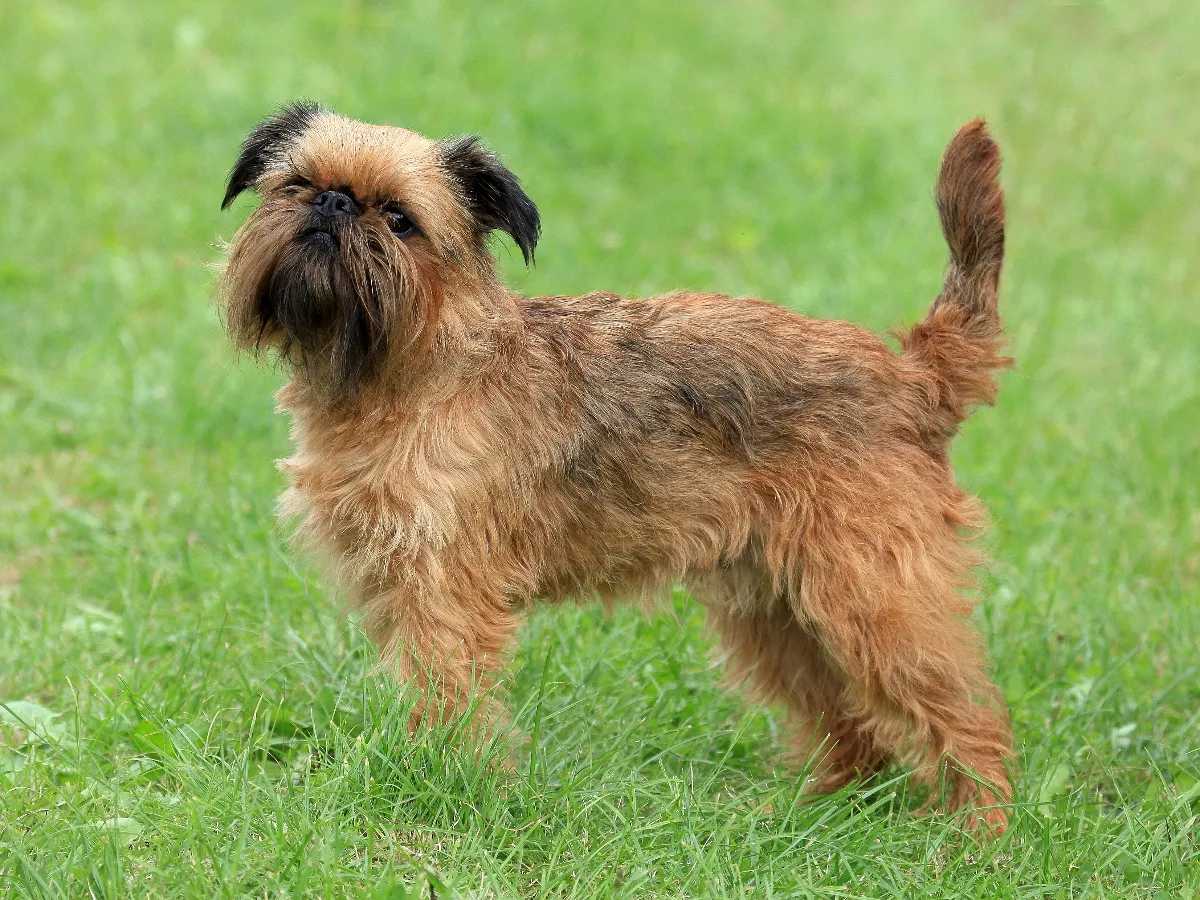 Brussels Griffon 2
