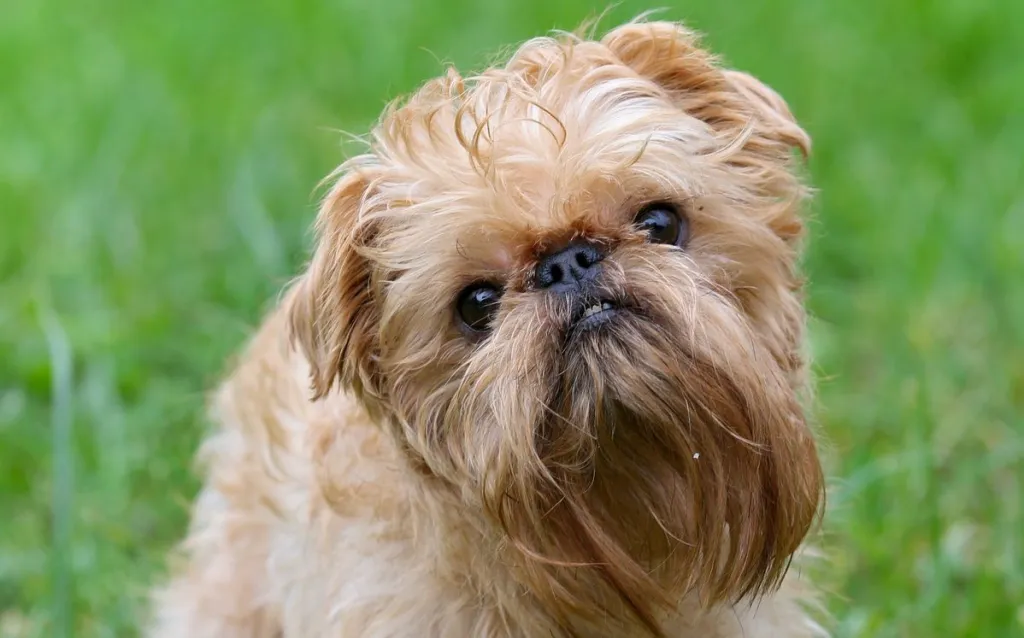 Brussels Griffon 3