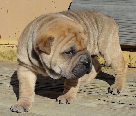 Bull-Pei 3