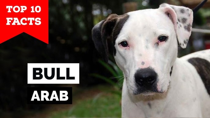 Bull Arab 3