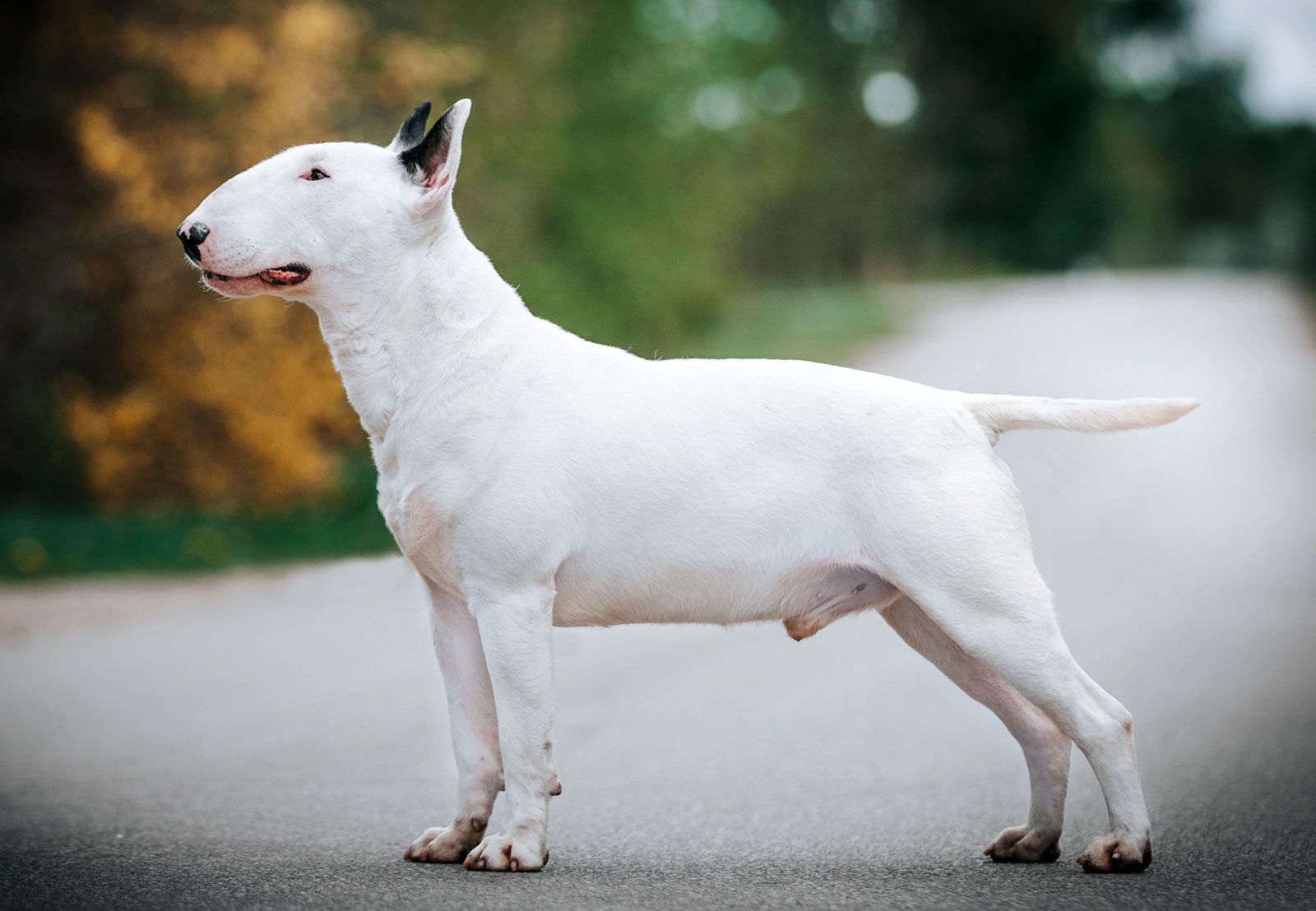 Bull Terrier 1