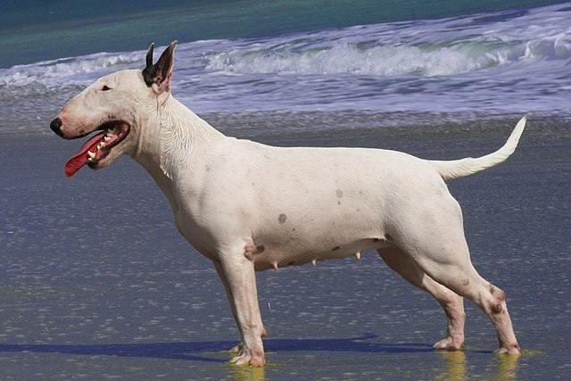 Bull Terrier 2