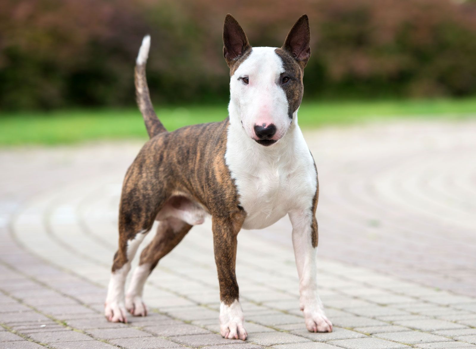 Bull Terrier 3