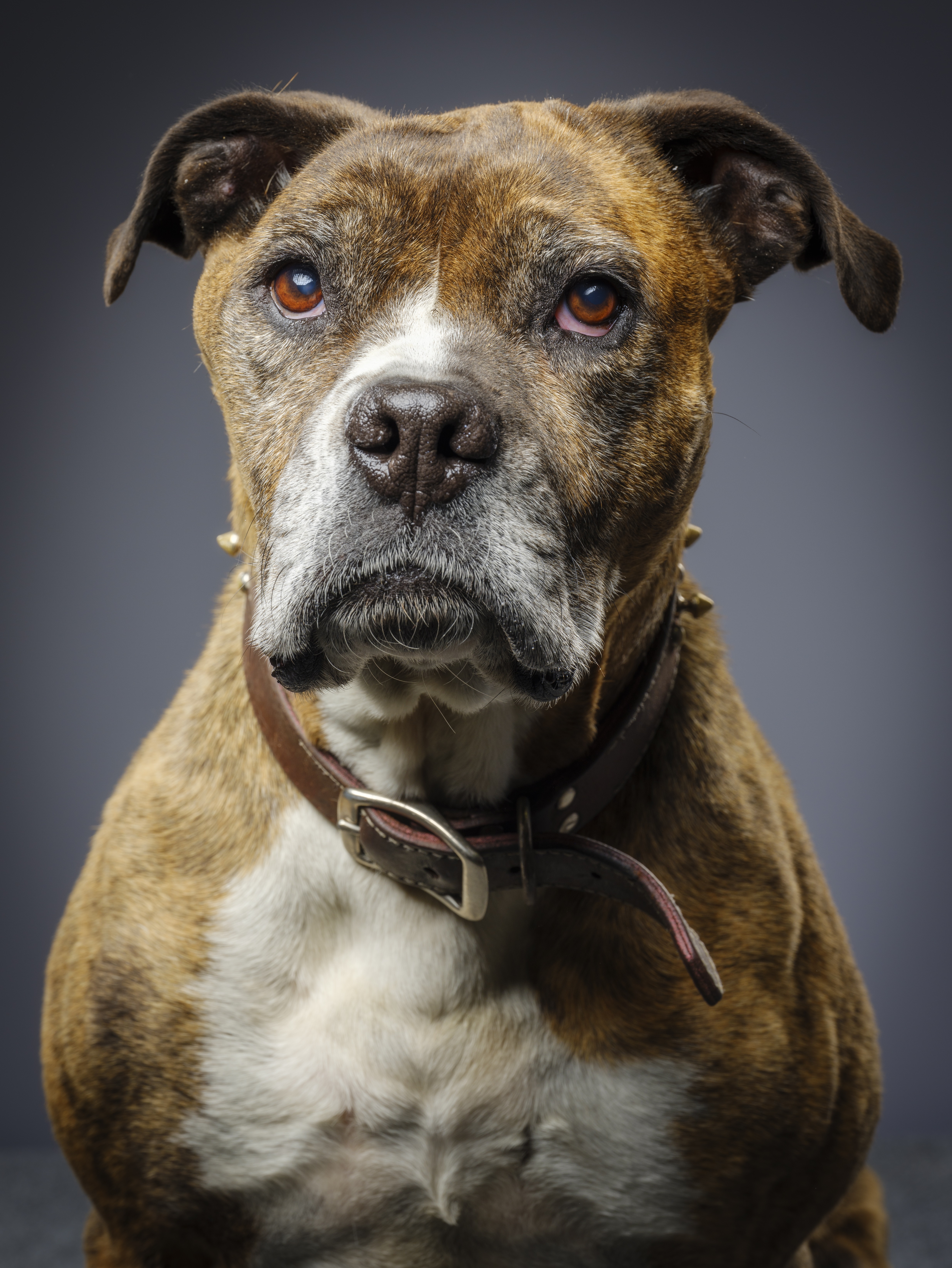Bullboxer Pit 2