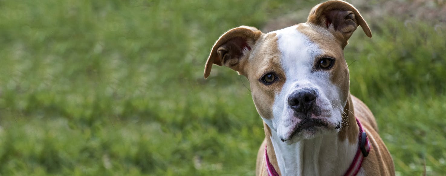 Bullboxer Pit 3