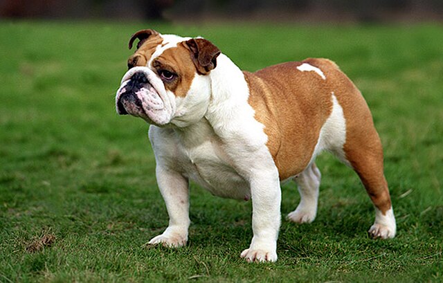 Bulldog 1
