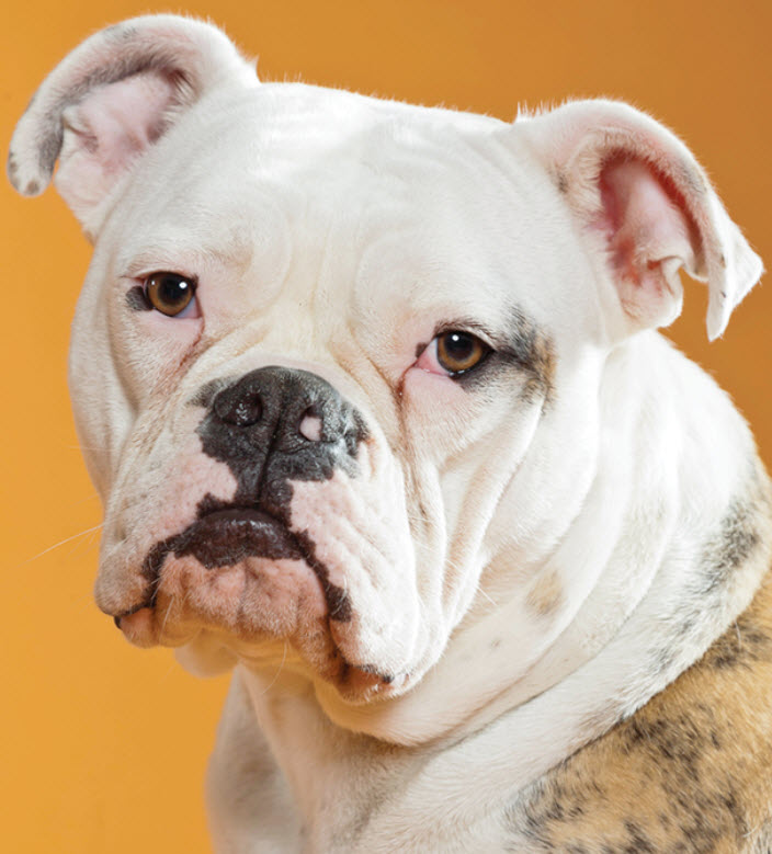 Bulldog 2