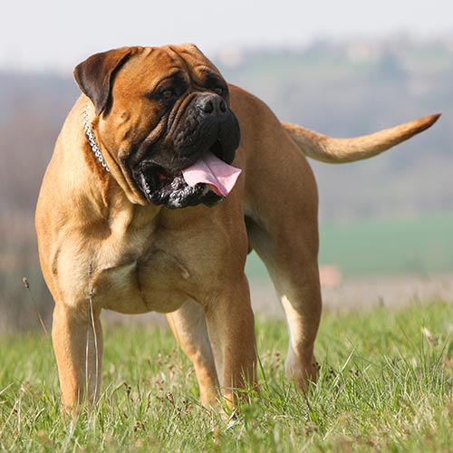 Bullmastiff 1