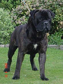 Bullmastiff 2